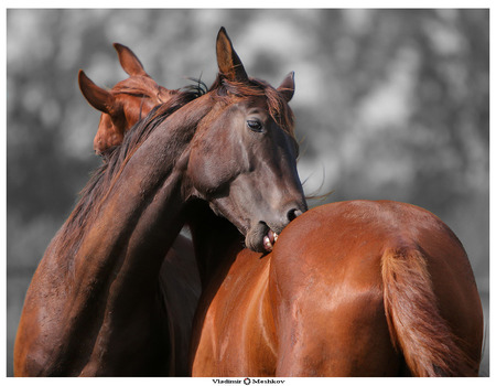 Friendship - nature, horses, trees, life, equine, animals, friendship