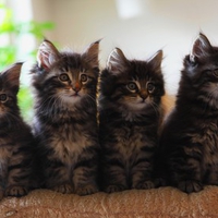 FOUR ADORABLE BONILLA FELINES FOR CARMEN:)