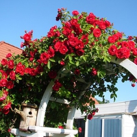 roses arbor