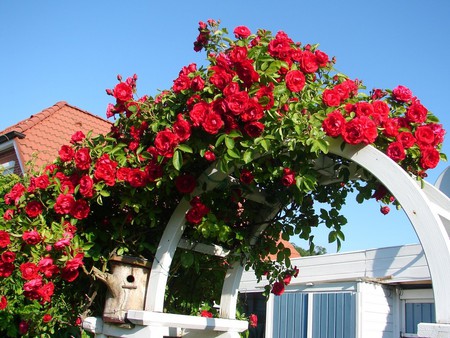 roses arbor - roses, gate, arbor, garden, red, home