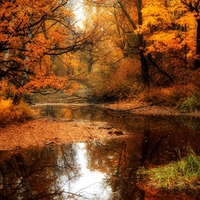 AUTUMN FOREST SWAMP