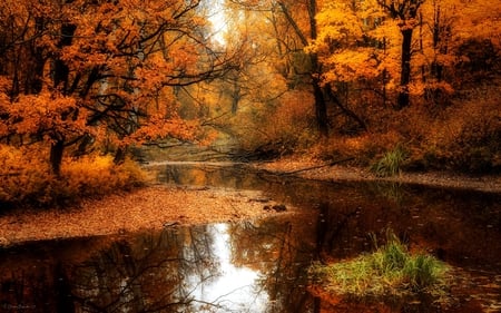 AUTUMN FOREST SWAMP - swamp, forest, season, autumn