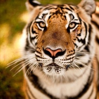 Tiger - up close