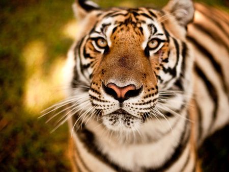 Tiger - up close - wildlife, stripes, tiger, africa, wild, eyes