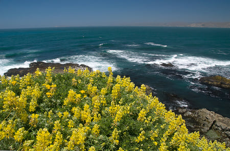 Sea and flowers - nature, oceans, sky, flowers