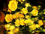 Yellow roses