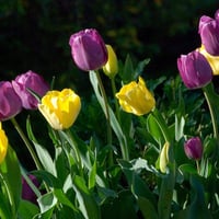 Tulips