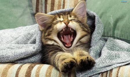 Time to wake up - pet, animal, kitten, yawning, cute