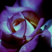 Purple Blue Rose