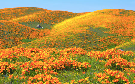 California Poppies - california, scenic, hills, beautiful, orange, poppies, wildflowers