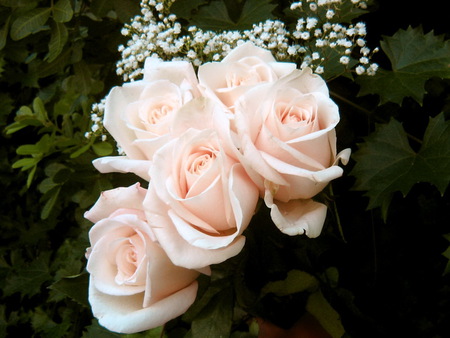 Blush on the petals - white flowers, roses, green, soft pink, black background