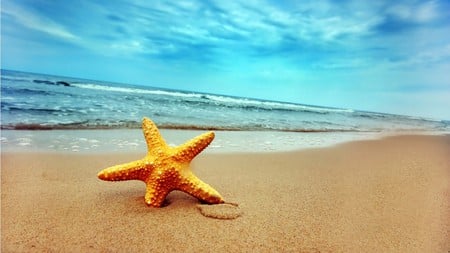 star of the beach - beauty, ocean, beach, sky, photography, water, wet, funny, waves, nature, starfish, clouds, blue, fish, sand, cute