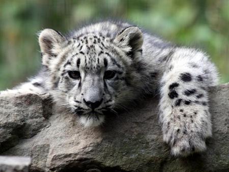 Snow-Leopard-Cub - leopard, cub, eyes, snow, animal, rock, cute