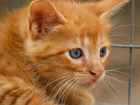 Ginger-kitten - cat, red, eyes, animal, cute, kitten, ginger