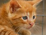 Ginger-kitten