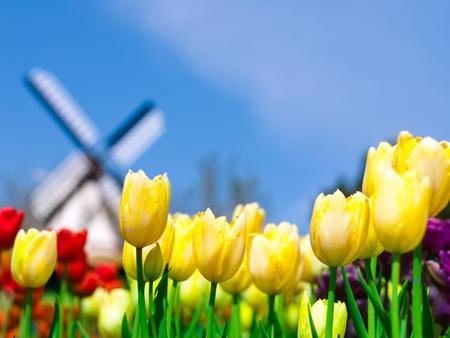 Smell-of-Holland - nature, sky, tulips, flowers, colors, flower, windmild