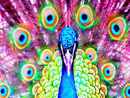 Majestic - male, bird, colorfull, bright, digital