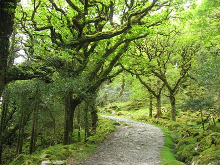 Green... - trees, branches, image, beautiful, photography, landscape, grass, lovely, photo, path, nature, green, background, tunnel, other