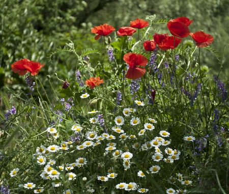 colours - beauty, flowers, colours, plants