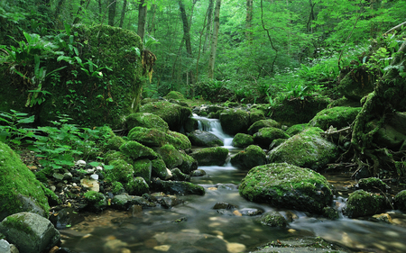 Emerald Forest - trees, peaceful, stream, green, roots, picturesque, moss, rocks