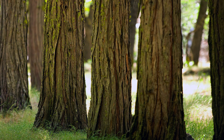 Age before Beauty - trees, trunks, bark, moss, grass, texture