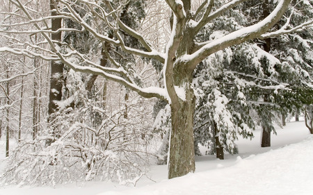 Long Cold Winter - deep, trees, branches, white, snow, woods