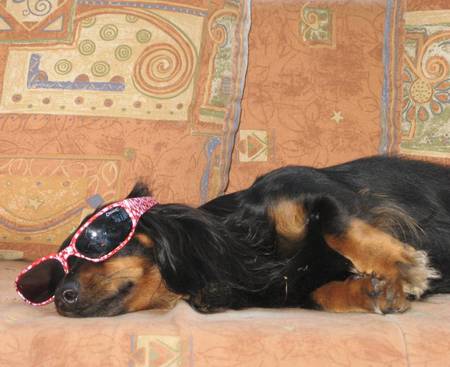 Yeahhhh..vacation at last - sausage dog, sunglases, lying, laze about