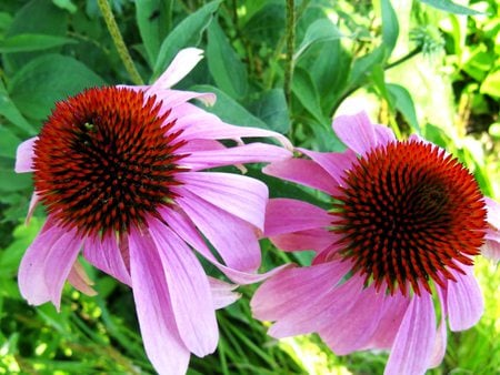 Pink Coneflowers for Monarch