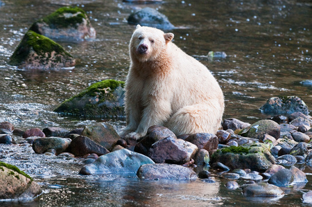 Bear in water - bear, animal, water, wildlife