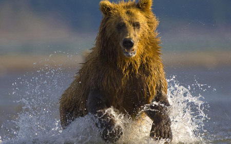 Grizzly bear - wildlife, brown, bear, animal, grizzly, water, river, sea