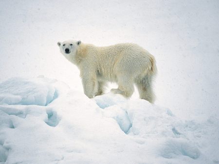 Majestic polar bear