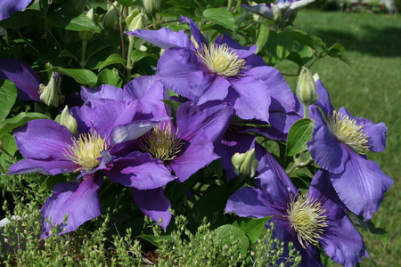 Clematis - clematis, flowers, flower, purple