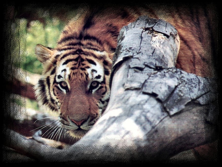 Stalking Tiger 1 - wildlife, animal, tiger, photo, cat, photography, feline