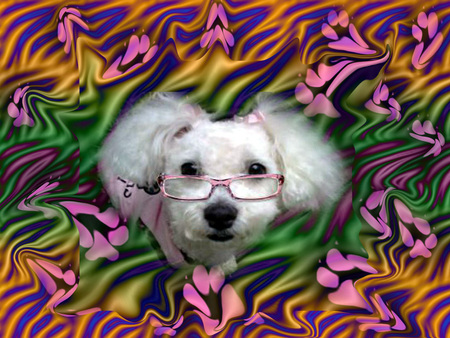 Who said glasses are just for people - animal, glasses, dog, colors, pink, maltipoo