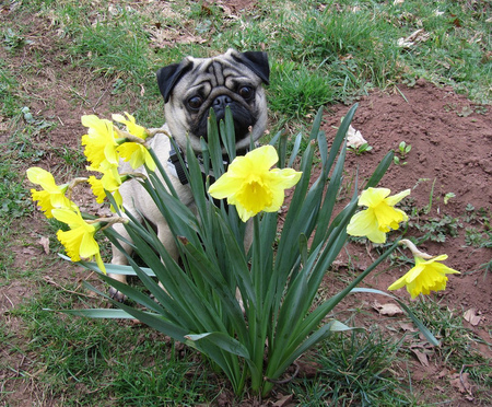 Smell a Spring - dog, spring, daffodils, garden