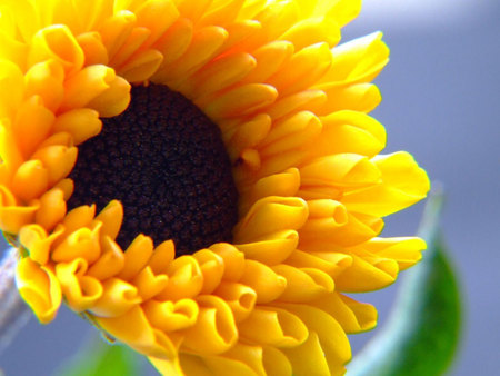 here comes the sun - sunflower, beauty, photography, bright, nature, brown, yellow, beautiful, happy, earth, flower