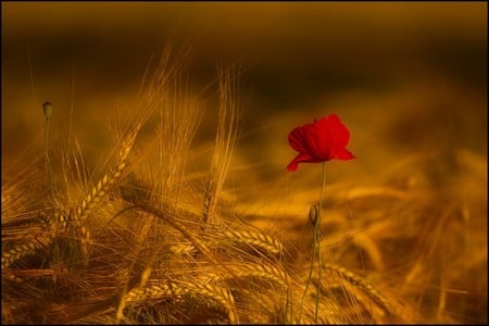 one - beauty, wheat, photography, field, rose, gold, nature, red, golden, flower