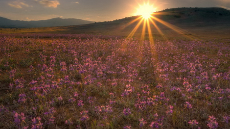 field of sunshine - photography, sunburst, sunshine, earth, beauty, pink, flowers, sunset, nature, field, sun