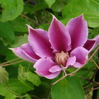 Purple Clematis