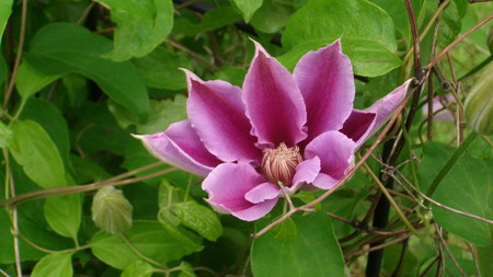 Purple Clematis - bloom, purple, climbing, clematis, natural