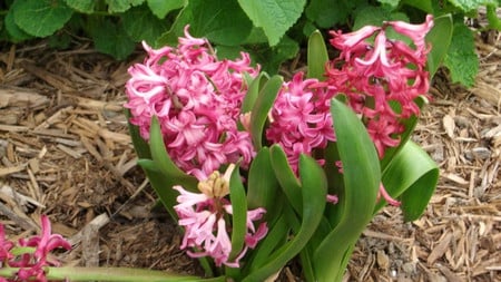 Pink Hyacinth - garden, hyacinth, pink, beautiful scent