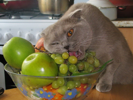 Sweet kitten eating grapes - apple, animal, grape, kitten, cat, sweet, feline