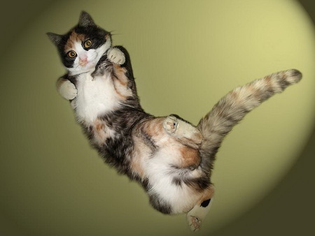 Jumping cat - animal, kitten, feline, sweet, cat