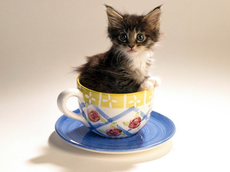 Kitten in cup