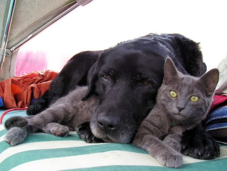 Warm hug - love, hug, cat, puppy, feline, pet, kitten, dog, animal, sweet, friend