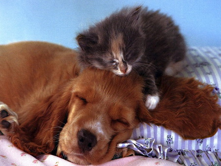 Friends forever - love, hug, cat, puppy, feline, pet, kitten, dog, animal, sweet, friend