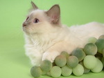 Kitten with grapes