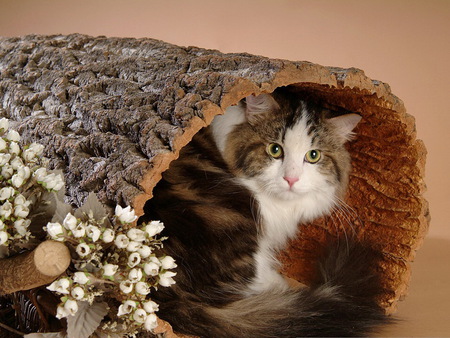 Sweet cat in tree trunk - cat, feline, animal, trunk, pet, sweet, flower, kitten