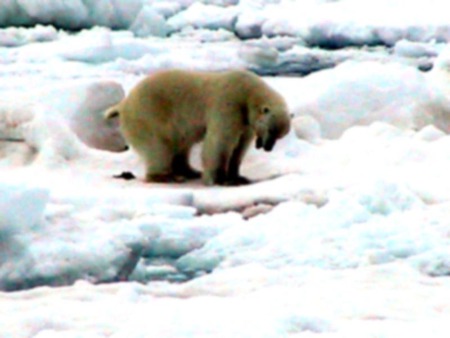 Bear in snow - bear, animal, polar, snow, arctic, wildlife