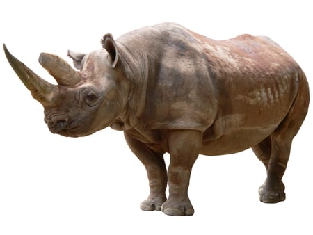 Rino. - animal, rino, wallpaper, africa